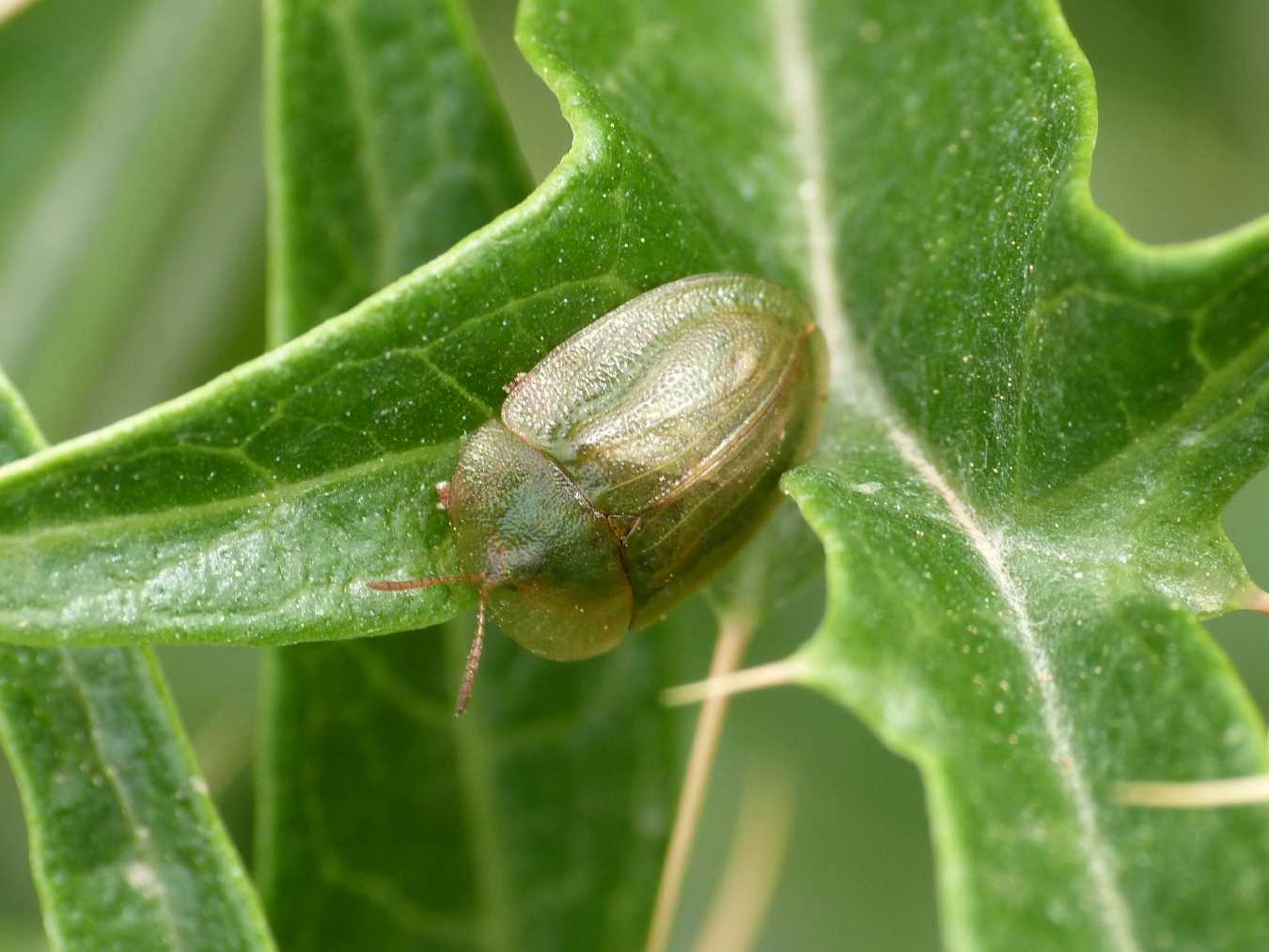 Cassida deflorata: adulto, larva e pupa